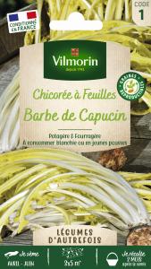Chicorée à Feuilles Sauvage Amère Barbe de Capucin - Légumes d'Autrefois